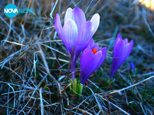 Роженски минзухари