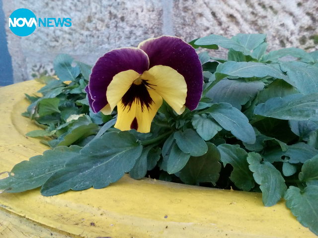 Всичко красиво предстои