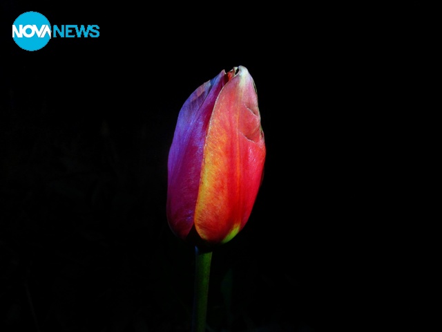 Лале в мрака