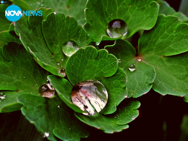 Капчици от сутрешна роса