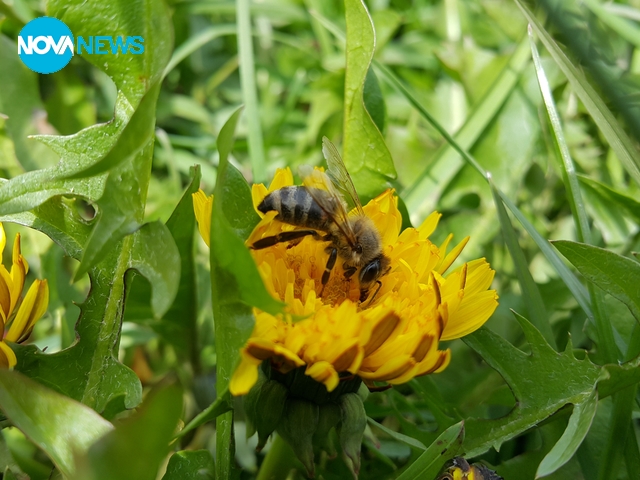 Пролет пукна