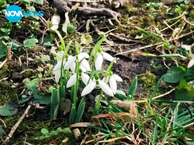 Ранна пролет