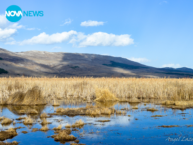 Драгоманско блато
