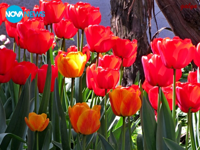 Пролетно настроение