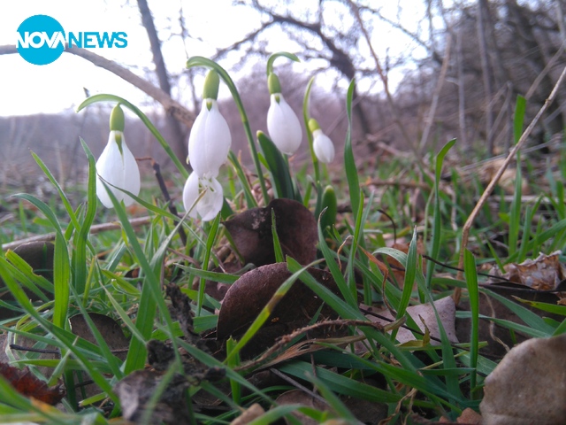 Горски кокичета