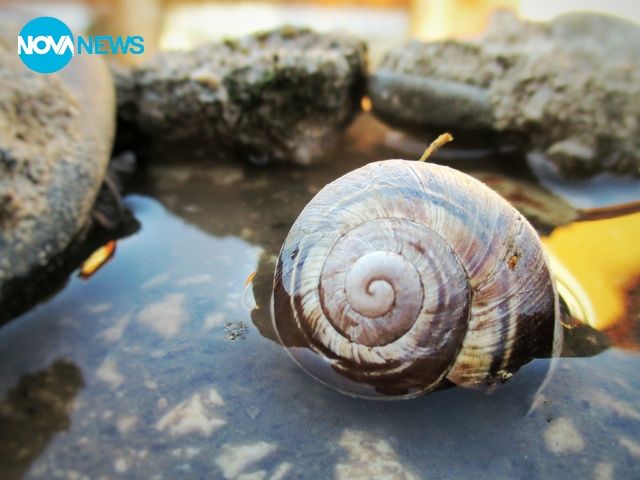 Самотно охлювче на малък "остров"