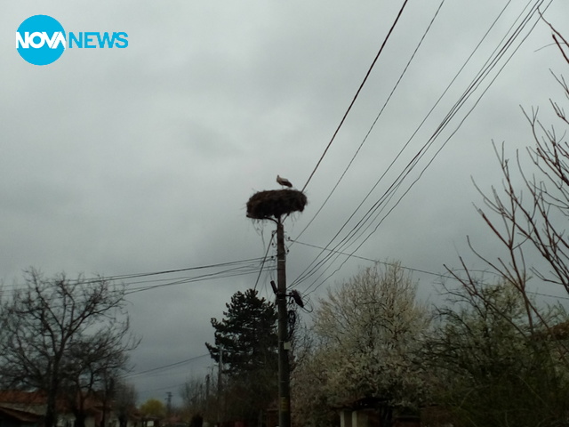 Щъркелът в Книжовник
