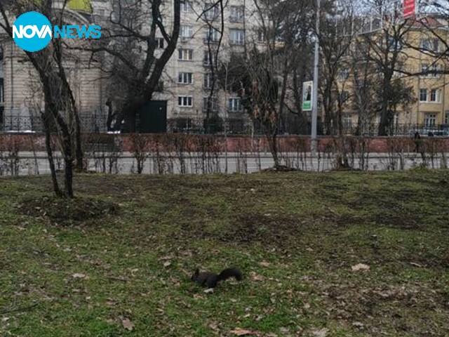 Къде е катеричката?