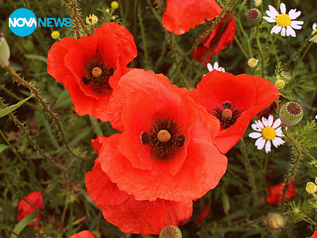 Пролетни красоти