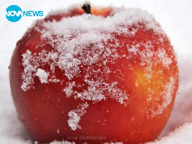 Снежна ябълка