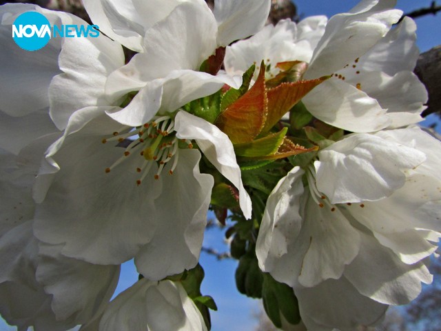 Цветно от двора