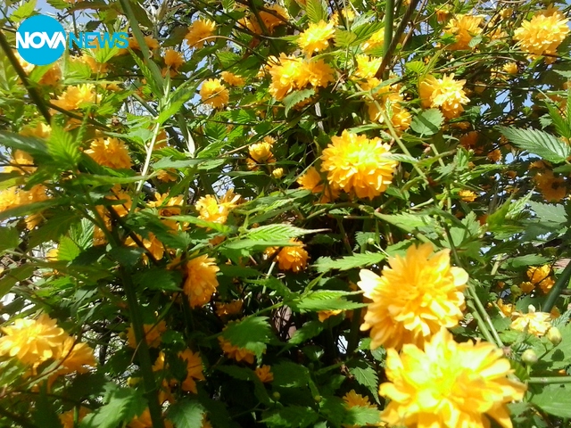 Като хиляди слънца!