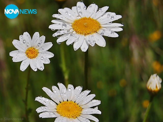 За прогнозата на времето - 4