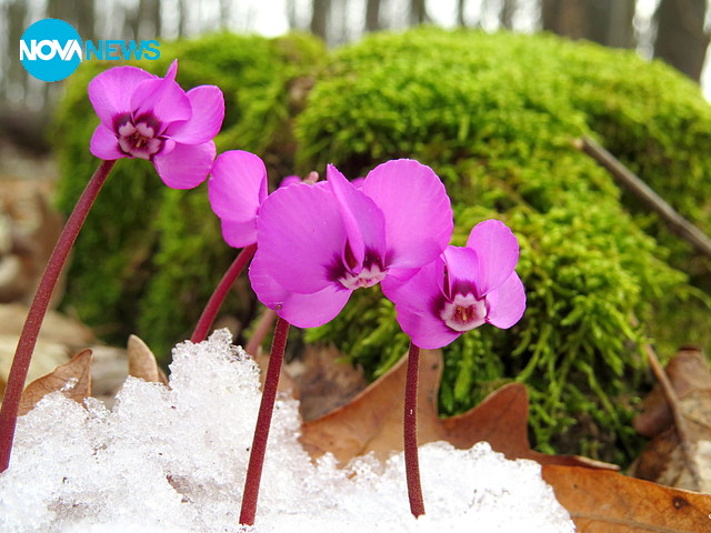 Гората ухае на Пролет!