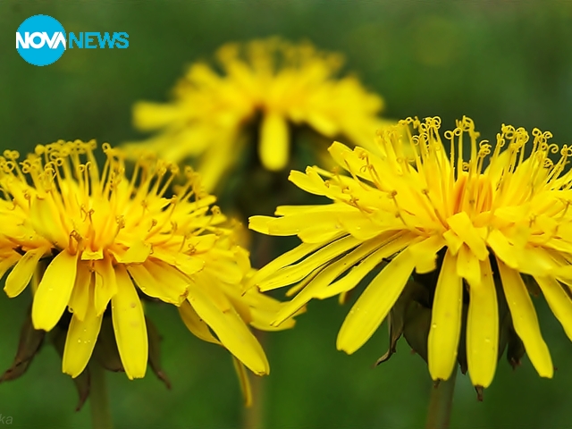 Глухарчета с настроение