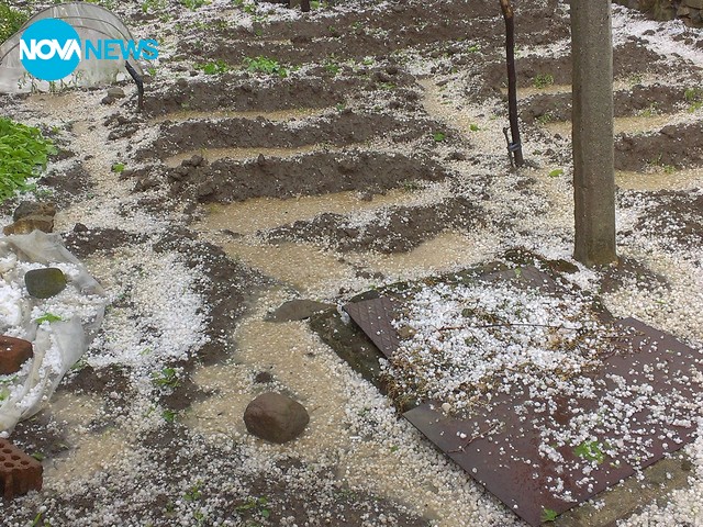 Градушка обл. Кърджали, с. Пчеларово - посевите са съсипани