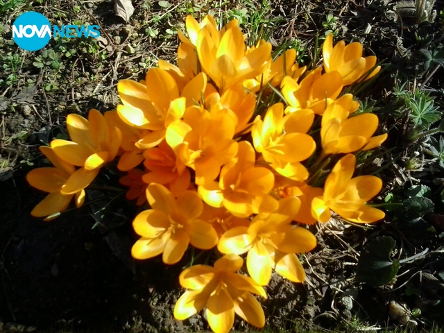 С аромат на пролет