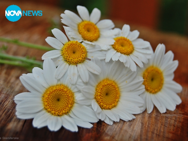 Маргаритки