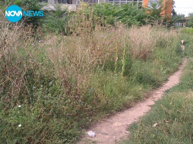 Джунгла в центъра на гр. Кнежа