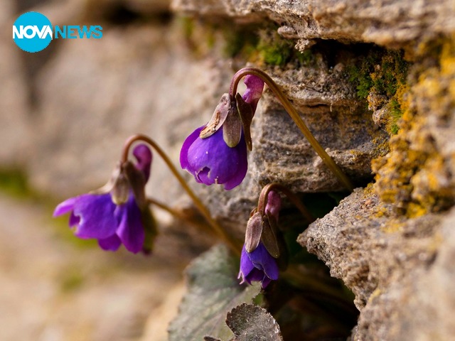 Пробуждане