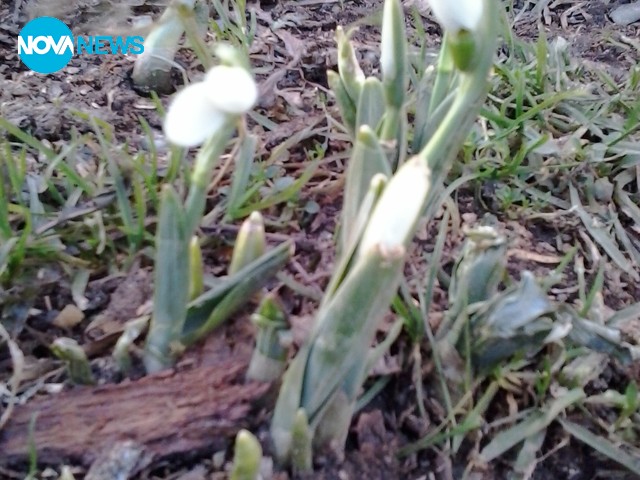 Кокичета в Монтана през януари