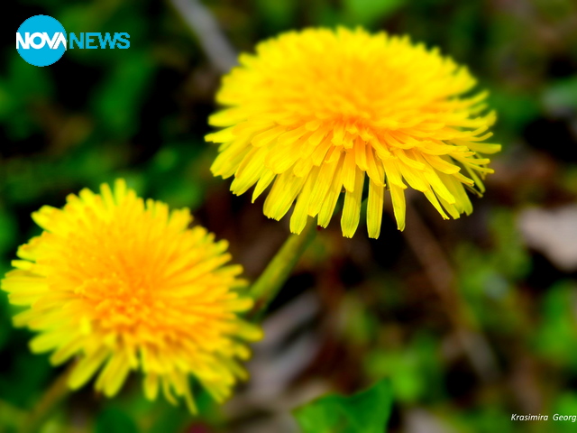 Слънчеви глухарчета