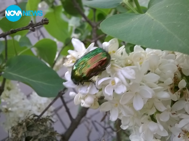 Бръмбар на люляк