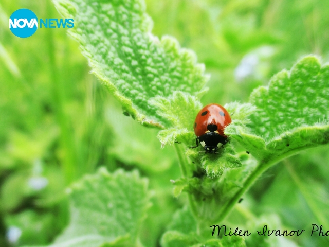 Малка калинка!