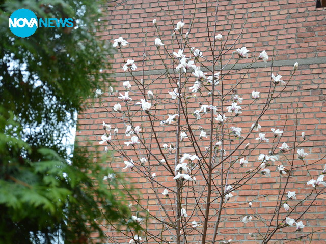 Разцъфнала магнолия