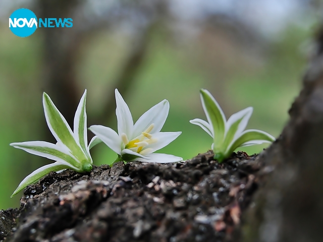 Пролет ми нарисувай