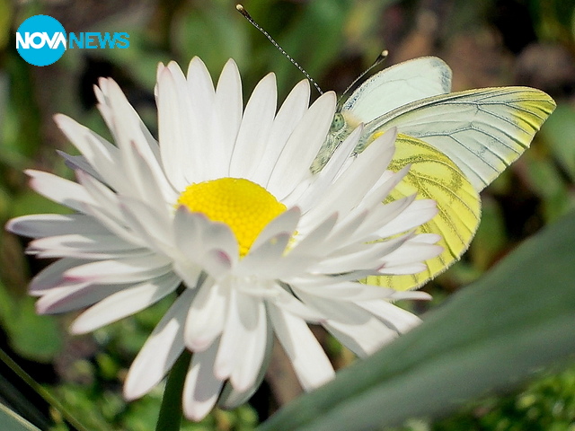 Красотата на пролетта