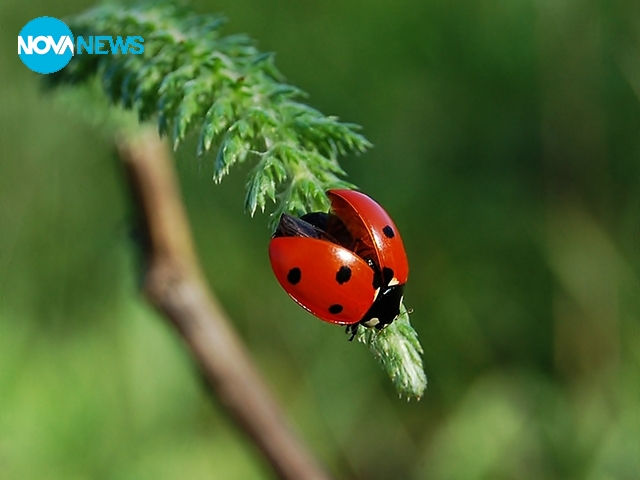 Калинка за късмет