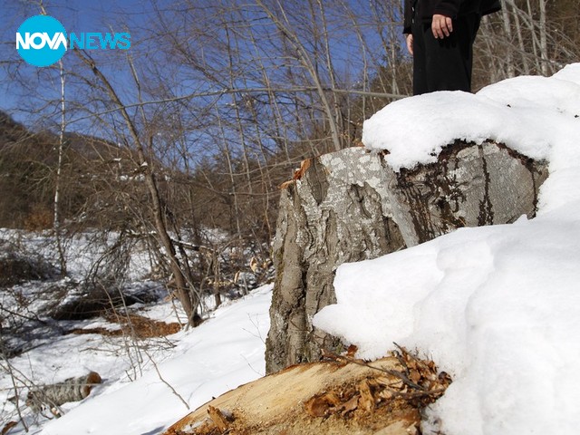 Незаконна сеч на вековни дъбове на Витоша