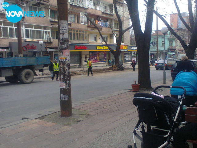 Изсичане на дървета в центъра на Стара Загора