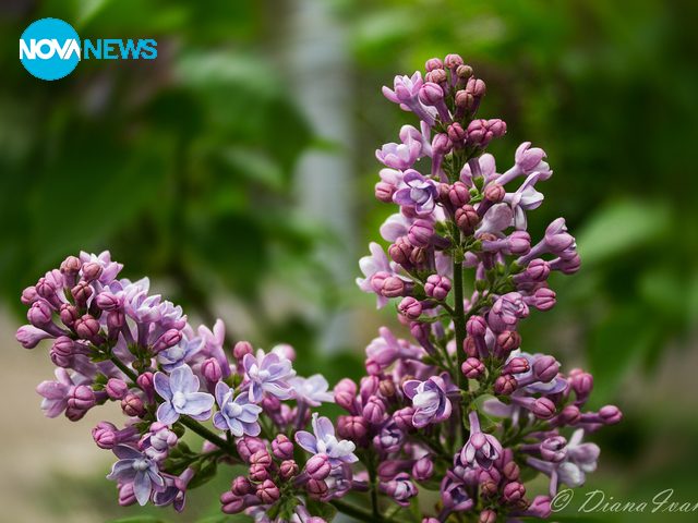 Люляците разцъфнаха