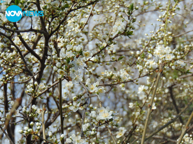 Пролетта като красива галерия от цветове