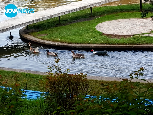 Синхронно плуване