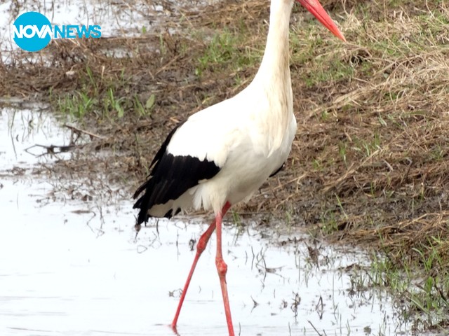 Щъркели долетяха и в Бургас