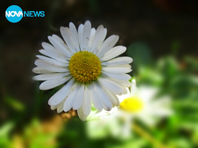 Маргаритки