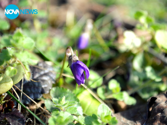 Пролетни усмивки