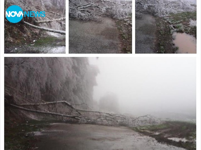 Паднали дървета ограничават движението на 8 семейства