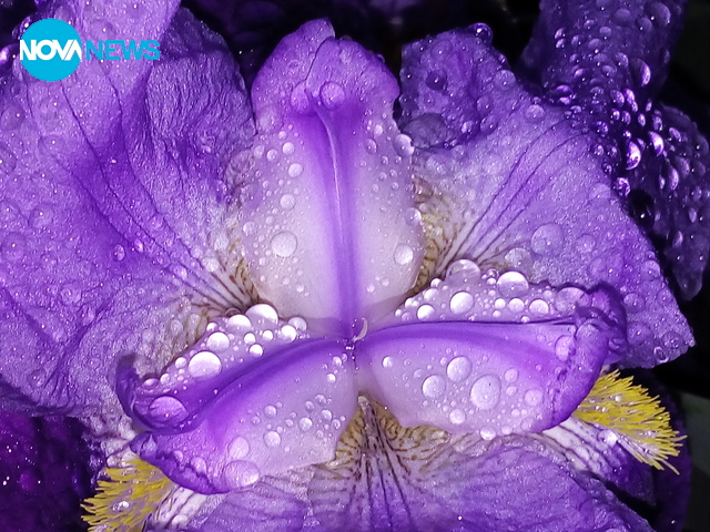 Капчици дъждовни