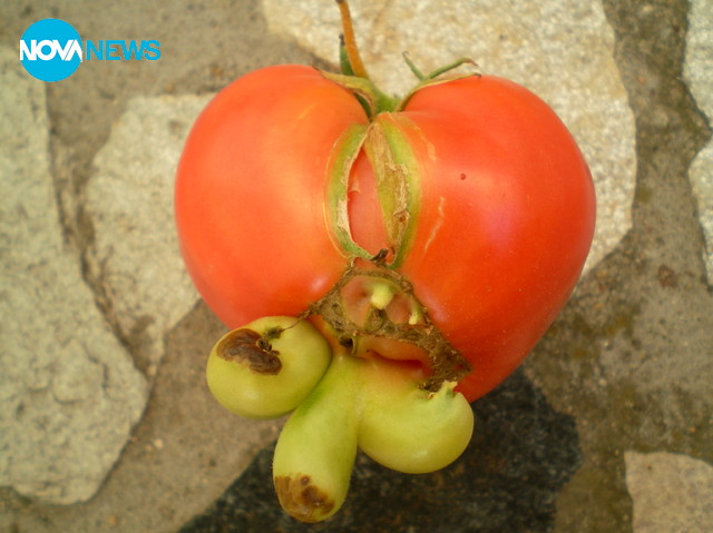 Какви домати отгледахме!?