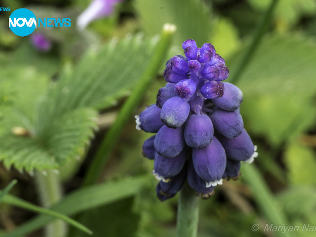 Пролетни цветове за времето
