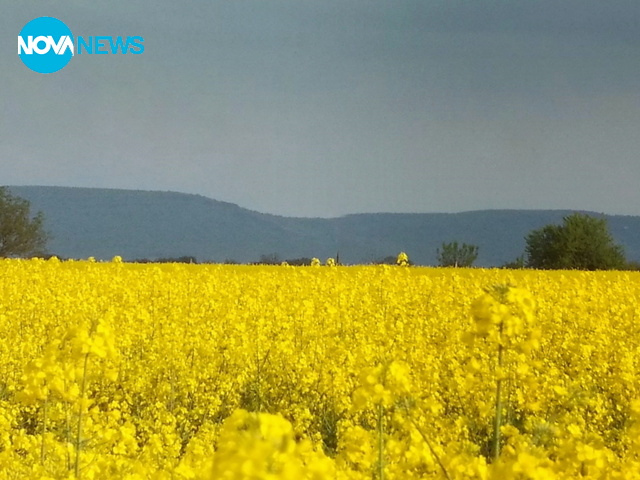 Дъждовно, но красиво жълто
