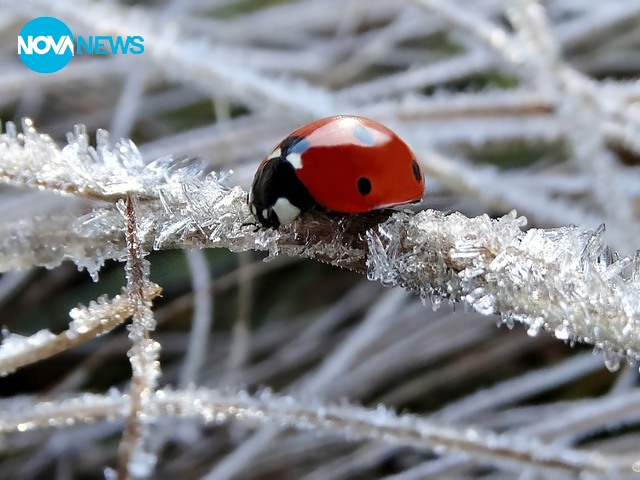 Снежни мартенски снимки