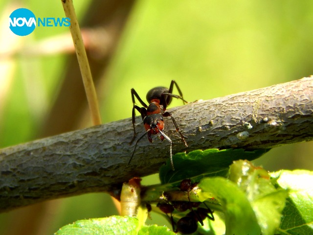 Бабо мравке, къде така :)