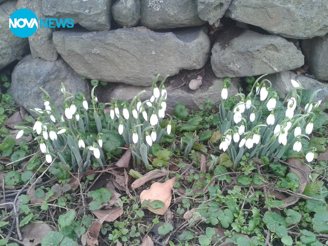 Сгушени кокиченца :)