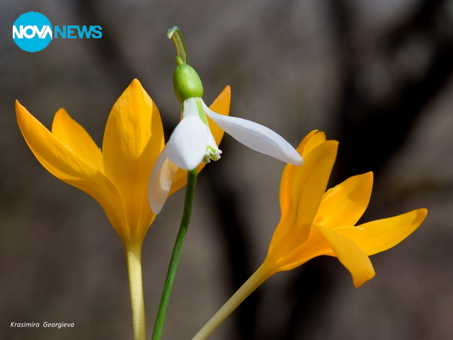 Пролетен микс