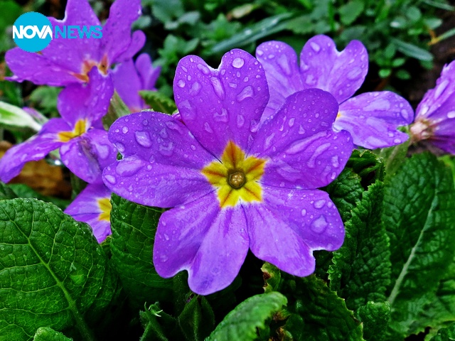 Дъждовни капчици